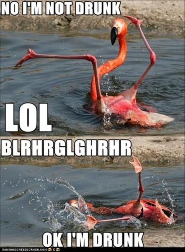drunk-animals-funny-pictures